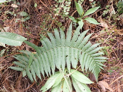 Dryopteris wallichiana