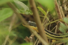 Thamnophis proximus rutiloris