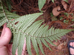 Dryopteris wallichiana