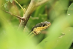 Thamnophis proximus rutiloris