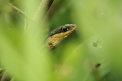 Thamnophis proximus rutiloris