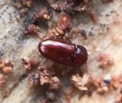 Philothermus glabriculus