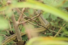 Thamnophis proximus rutiloris