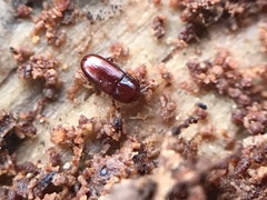 Philothermus glabriculus