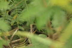 Thamnophis proximus rutiloris