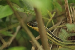 Thamnophis proximus rutiloris