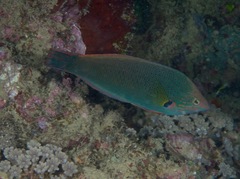 Halichoeres melanochir