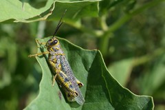 Diponthus pycnostictus