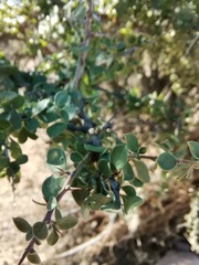 Condalia correllii