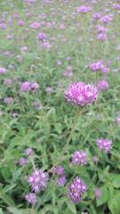Gomphrena pulchella