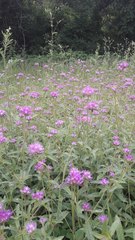 Gomphrena pulchella