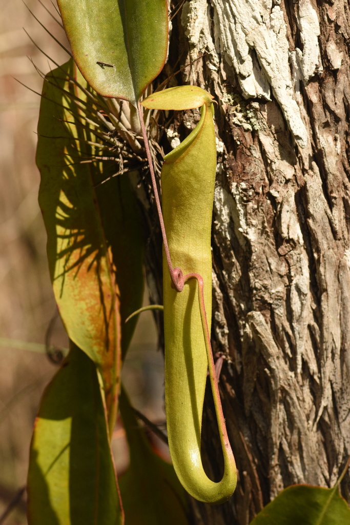 Nepenthes beccariana Macfarl. 2