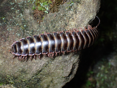 Apheloriini