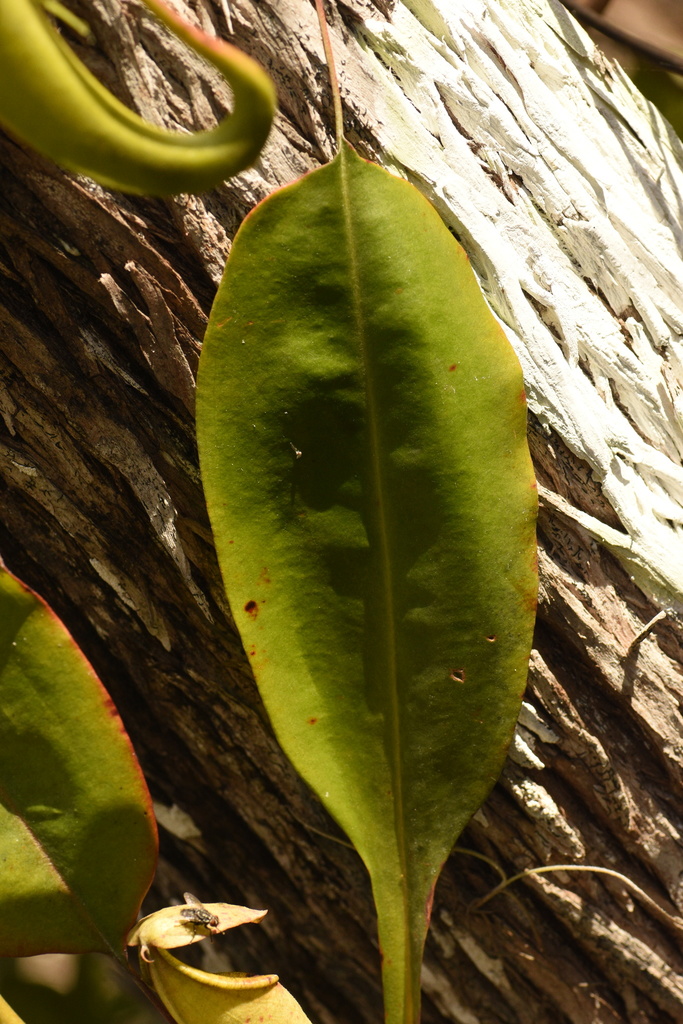 Nepenthes beccariana Macfarl. 3