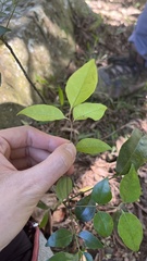 Bergera euchrestifolia