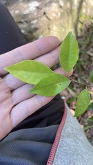 Bergera euchrestifolia, photograph Hazel Chang, CC BY, iNaturalist via GBIF