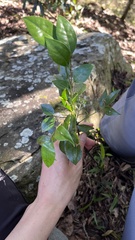 Bergera euchrestifolia, photograph Hazel Chang, CC BY, iNaturalist via GBIF