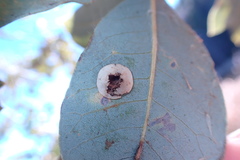 Paracraspis guadaloupensis