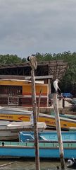 Nycticorax nycticorax