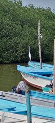 Ardea alba