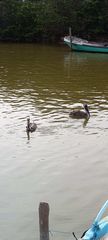 Pelecanus occidentalis