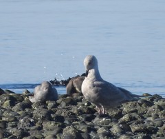 Larus glaucoides