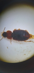 Agonoleptus conjunctus