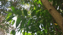 Miconia minutiflora