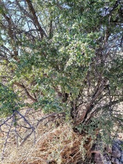 Condalia correllii