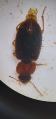 Agonoleptus conjunctus