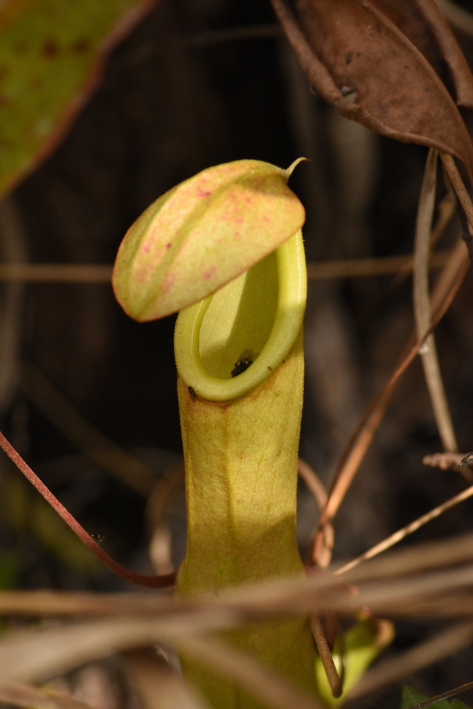 Nepenthes beccariana Macfarl.