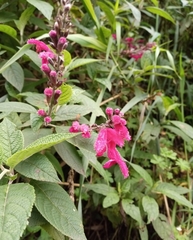 Salvia involucrata