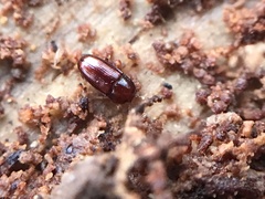 Philothermus glabriculus