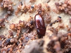 Philothermus glabriculus