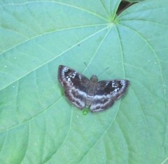 Quadrus cerialis