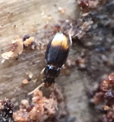 Mioptachys flavicauda