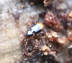 Mioptachys flavicauda