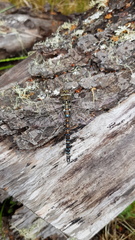 Rhionaeschna variegata