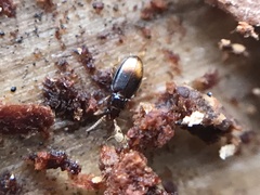 Mioptachys flavicauda