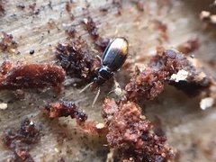 Mioptachys flavicauda