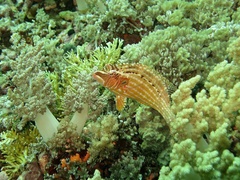 Pteragogus enneacanthus