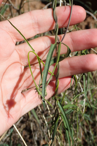 Hartweg's climbing milkweed