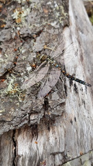 Rhionaeschna variegata