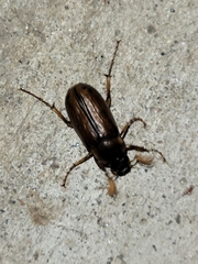 Phyllophaga tusa