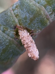 Coleophora versurella