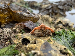 Cryptolithodes typicus