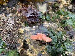 Cryptolithodes typicus