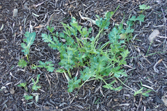 Sanicula bipinnatifida