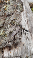 Rhionaeschna variegata