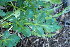 Sanicula bipinnatifida